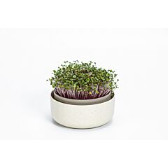 Keimsprosskit für Microgreens Urbalive