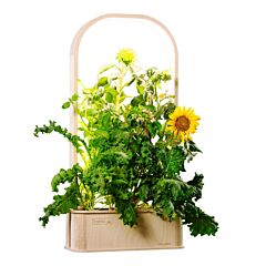 GreenBox Plus von Berlin Green