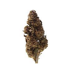 Herba SELECT Strawberry - Outdoor